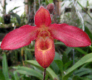 Andean Fire (besseae x lindleyanum 'Birchwood' AM/AOS)